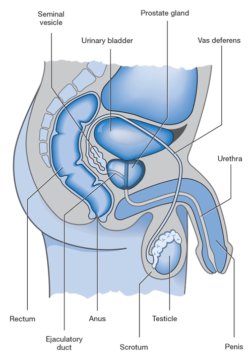 The Prostate Gland