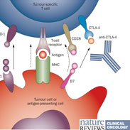 Renewed Hope for Prostate Cancer Immunotherapy