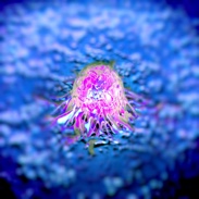 Why cancer cells go to sleep