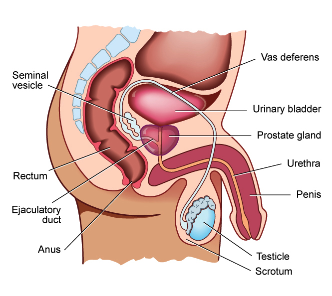 What Is The Prostate PCFA